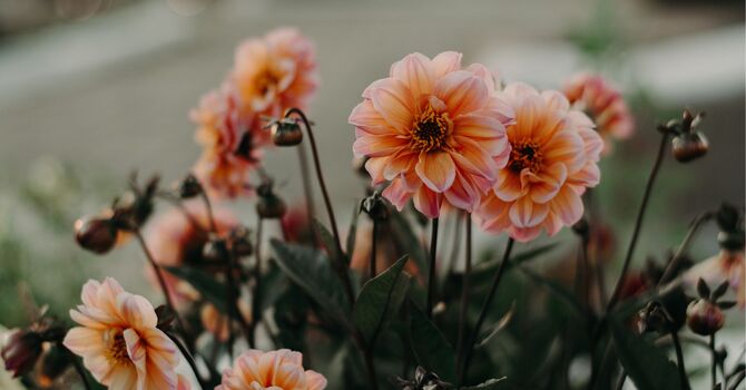 Mindfulness Based Stress Reduction (MBSR)