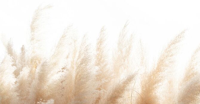 Mindfulness Based Stress Reduction (MBSR)